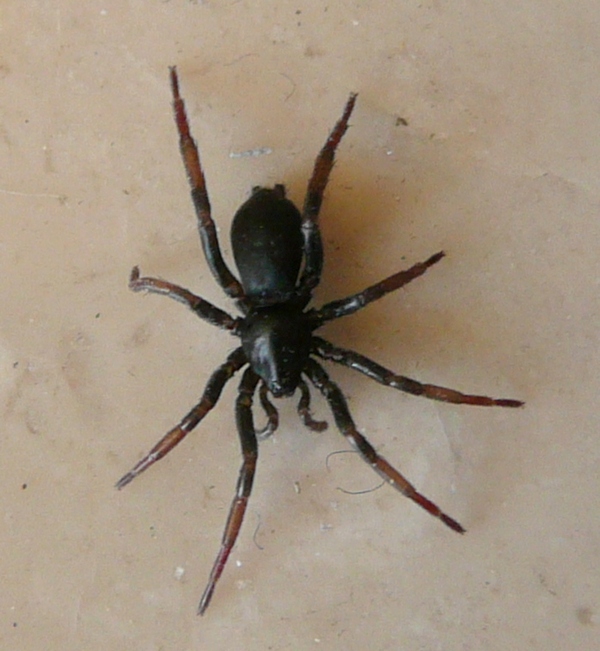 Zelotes pedestris?